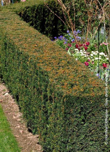 © Hortival Diffusion - Tous droits réservés