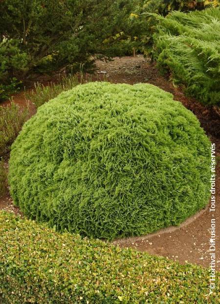 © Hortival Diffusion - Tous droits réservés