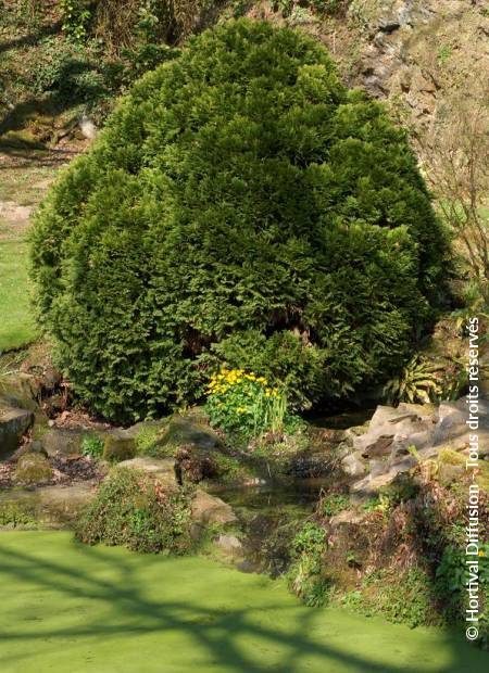 © Hortival Diffusion - Tous droits réservés