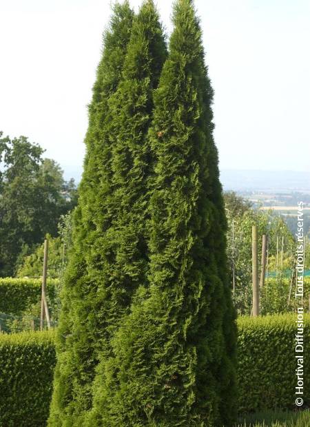 © Hortival Diffusion - Tous droits réservés