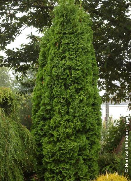 Thuja Occidentalis Pyramidalis Compacta Minier Solution Pro