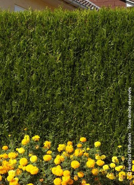 © Hortival Diffusion - Tous droits réservés