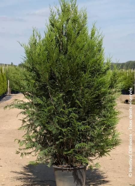 © Hortival Diffusion - Tous droits réservés