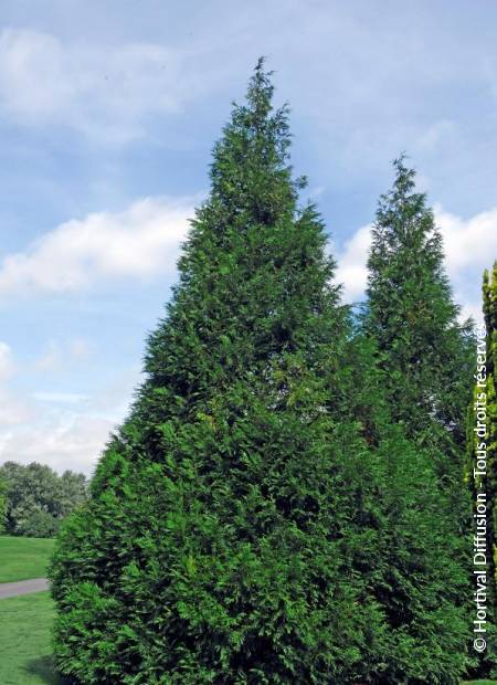 © Hortival Diffusion - Tous droits réservés