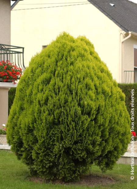 © Hortival Diffusion - Tous droits réservés