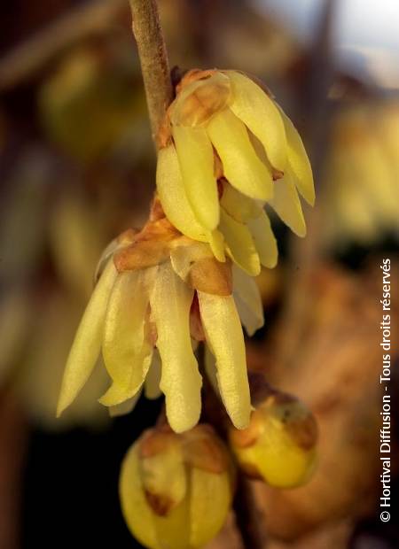 © Hortival Diffusion - Tous droits réservés