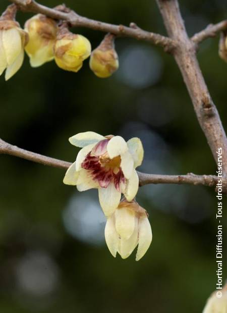 © Hortival Diffusion - Tous droits réservés