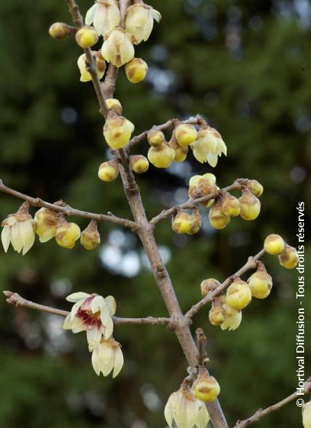 © Hortival Diffusion - Tous droits réservés