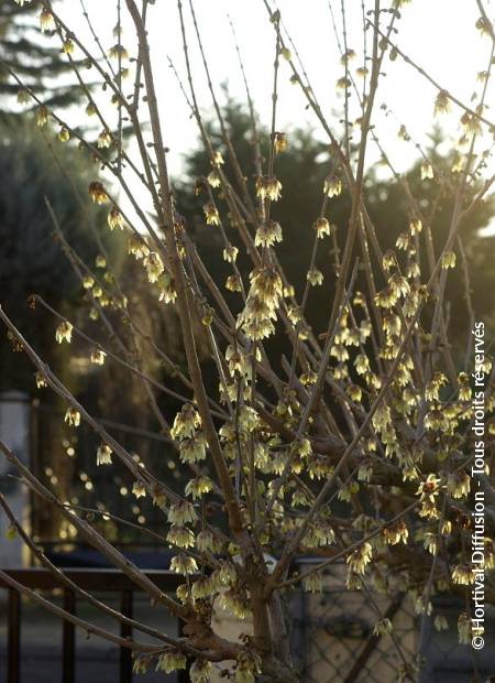 © Hortival Diffusion - Tous droits réservés