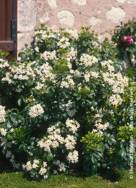 © Hortival Diffusion - Tous droits réservés