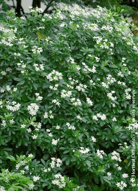 © Hortival Diffusion - Tous droits réservés