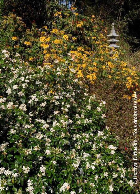 © Hortival Diffusion - Tous droits réservés