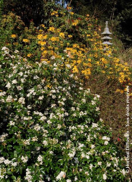 © Hortival Diffusion - Tous droits réservés