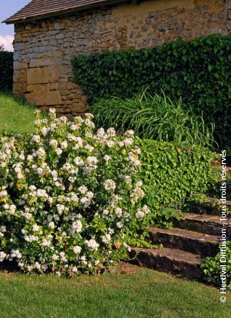 © Hortival Diffusion - Tous droits réservés