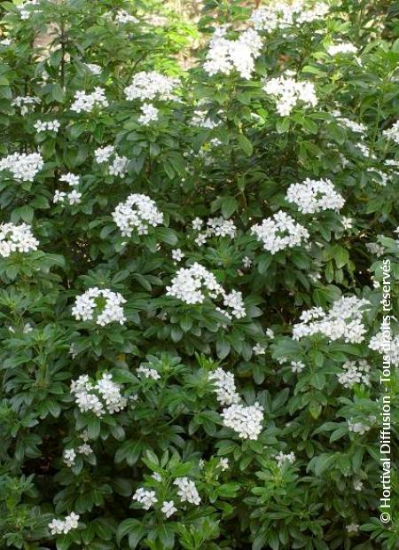 © Hortival Diffusion - Tous droits réservés