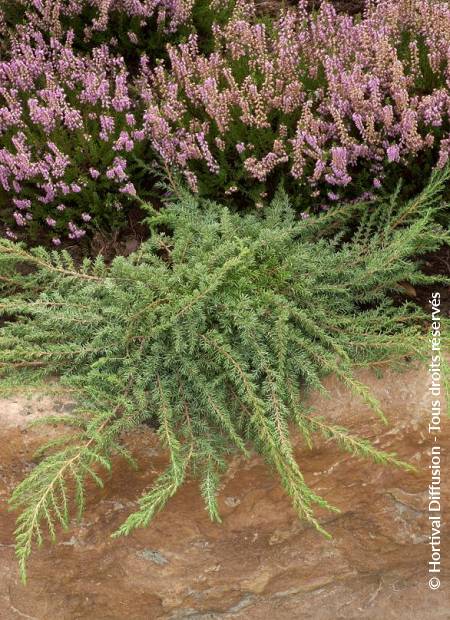 © Hortival Diffusion - Tous droits réservés