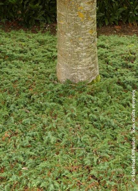 © Hortival Diffusion - Tous droits réservés