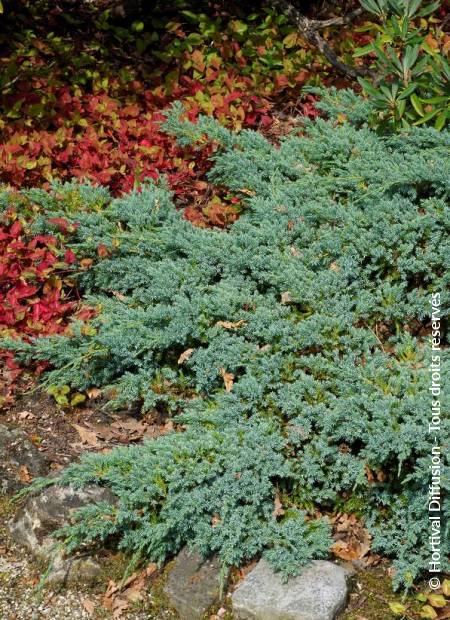 © Hortival Diffusion - Tous droits réservés