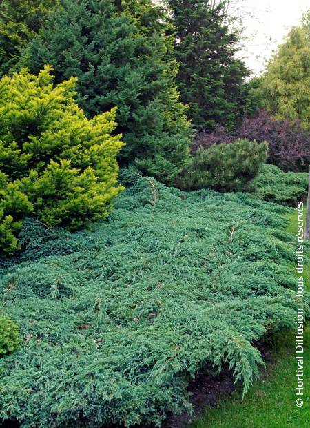 © Hortival Diffusion - Tous droits réservés