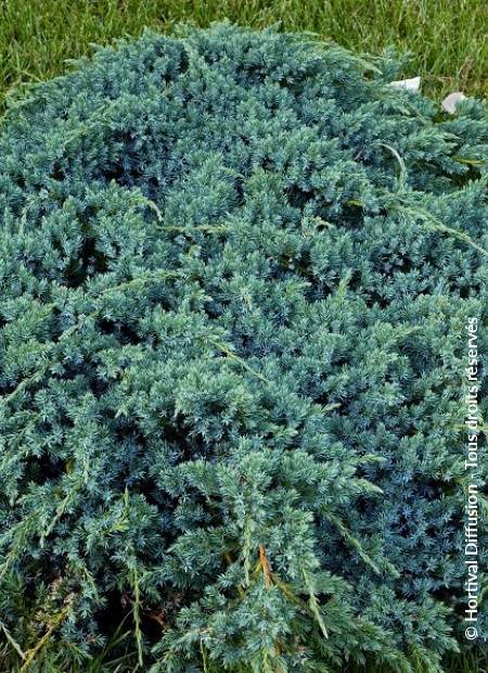 © Hortival Diffusion - Tous droits réservés