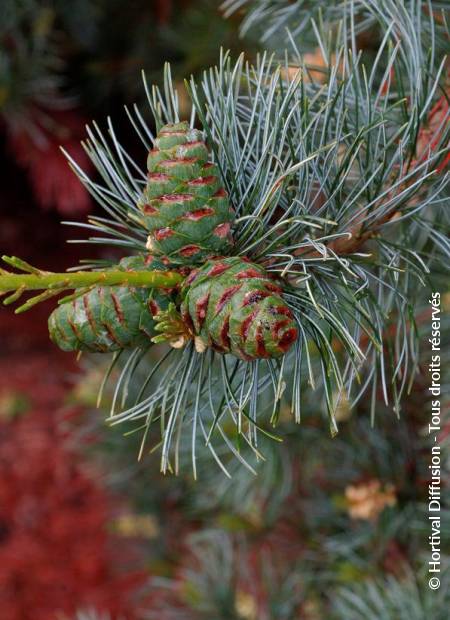 © Hortival Diffusion - Tous droits réservés