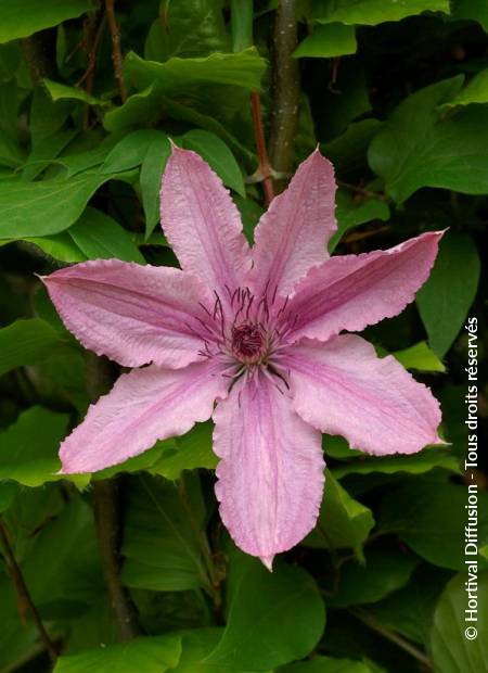 © Hortival Diffusion - Tous droits réservés