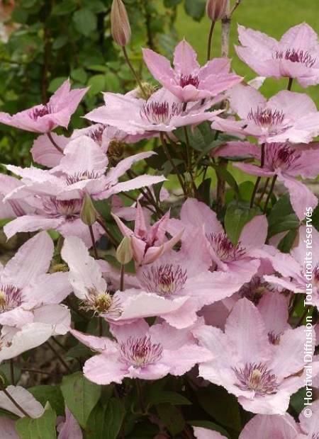 © Hortival Diffusion - Tous droits réservés