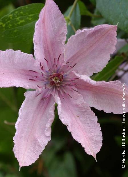 © Hortival Diffusion - Tous droits réservés