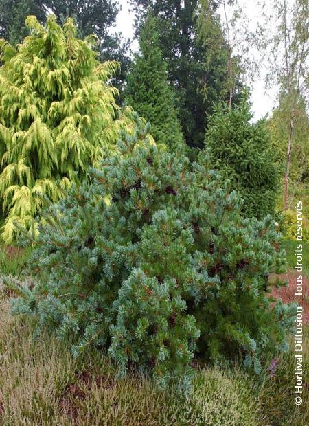 © Hortival Diffusion - Tous droits réservés