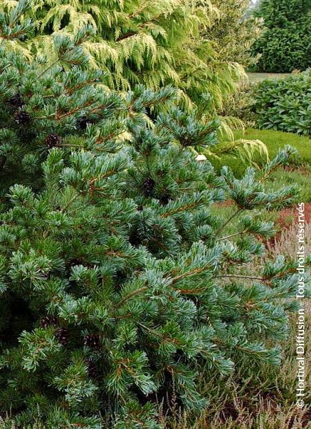 © Hortival Diffusion - Tous droits réservés