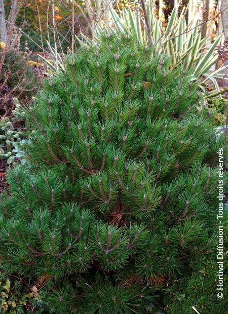 © Hortival Diffusion - Tous droits réservés