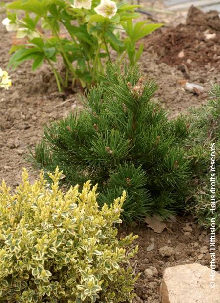 © Hortival Diffusion - Tous droits réservés