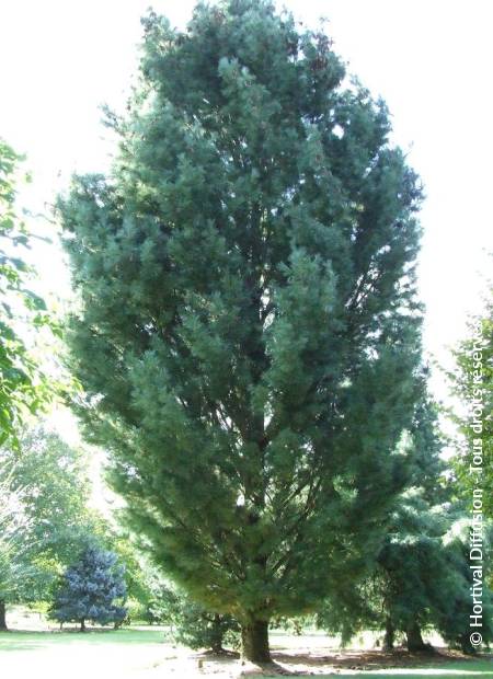 © Hortival Diffusion - Tous droits réservés