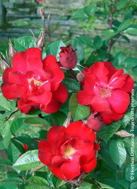 © Hortival Diffusion - Tous droits réservés