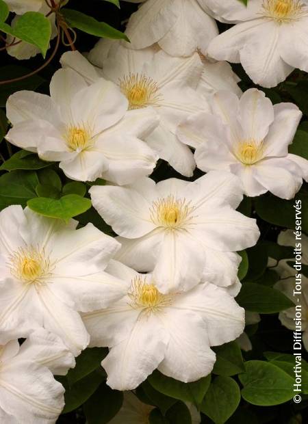 © Hortival Diffusion - Tous droits réservés