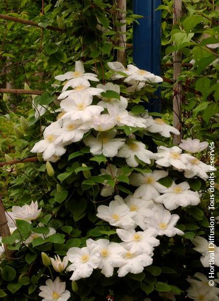 © Hortival Diffusion - Tous droits réservés