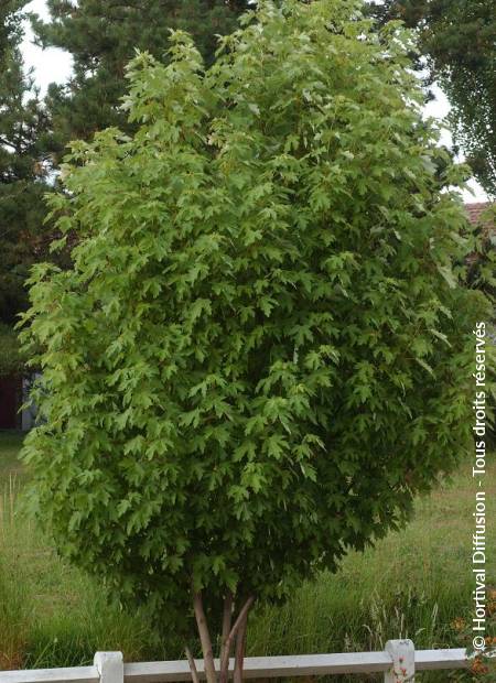 © Hortival Diffusion - Tous droits réservés