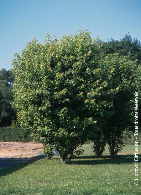 © Hortival Diffusion - Tous droits réservés