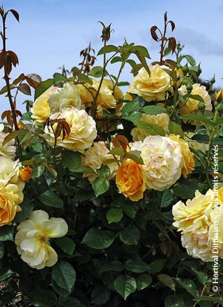 © Hortival Diffusion - Tous droits réservés