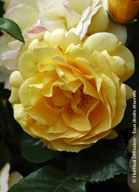 © Hortival Diffusion - Tous droits réservés