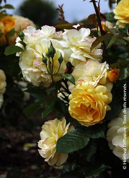 © Hortival Diffusion - Tous droits réservés