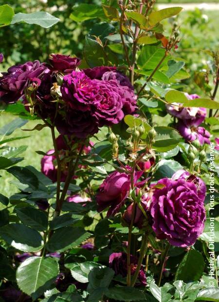 © Hortival Diffusion - Tous droits réservés