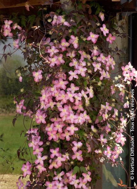 © Hortival Diffusion - Tous droits réservés