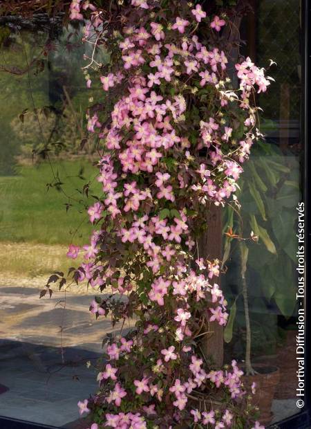 © Hortival Diffusion - Tous droits réservés