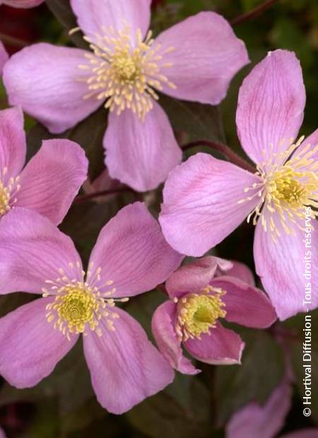 © Hortival Diffusion - Tous droits réservés