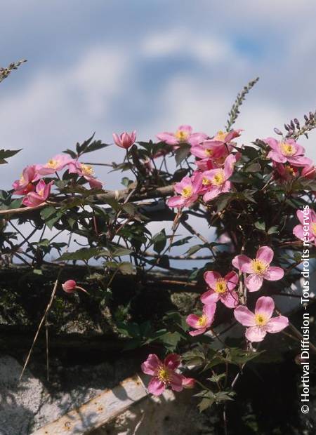 © Hortival Diffusion - Tous droits réservés