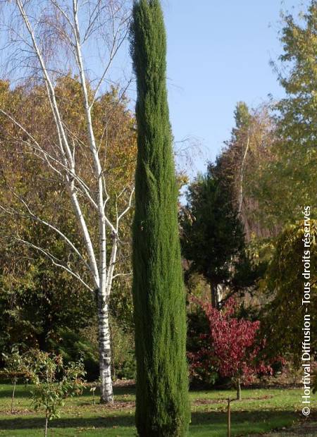 © Hortival Diffusion - Tous droits réservés