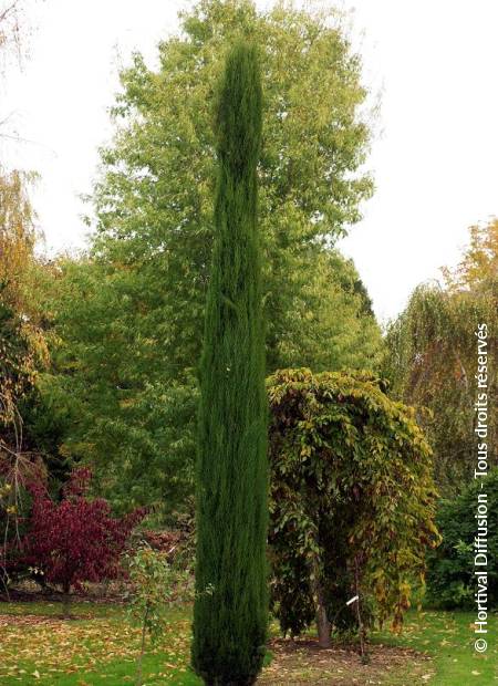 © Hortival Diffusion - Tous droits réservés