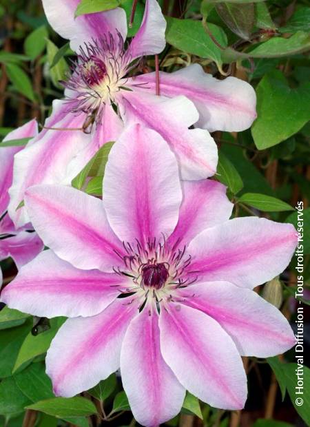 Clematis nelly moser discount