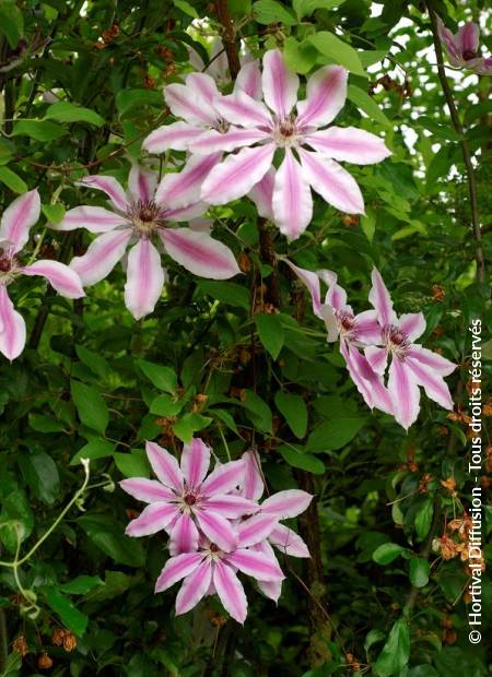 © Hortival Diffusion - Tous droits réservés